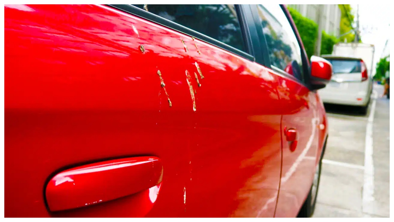 How To Remove All Bird Poop From Your Car Quickly?